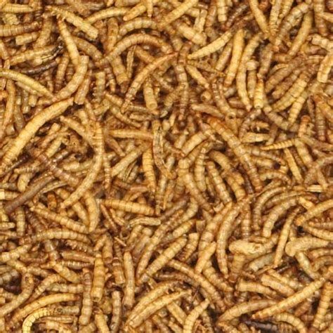 Dried Mealworms