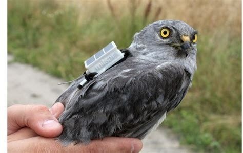 Radio Transmitter Tags