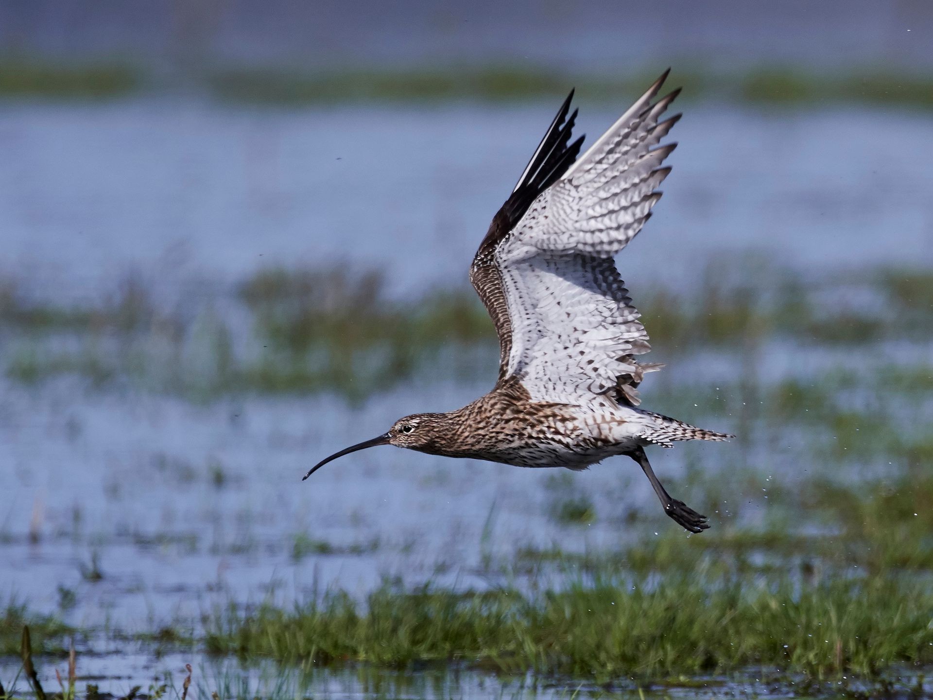 Curlew