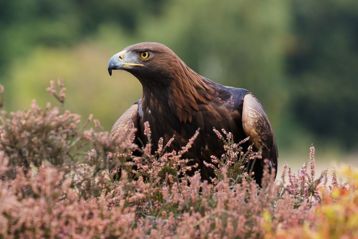 Intense eagle. A majestic golden eagle has an intense look as she stands behind some moorland heather.