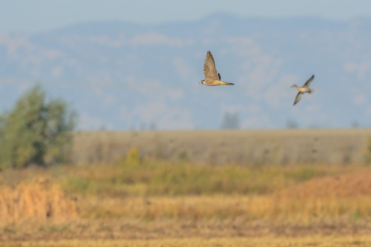 Side view of brown single harrier flying above wetland in sunlight