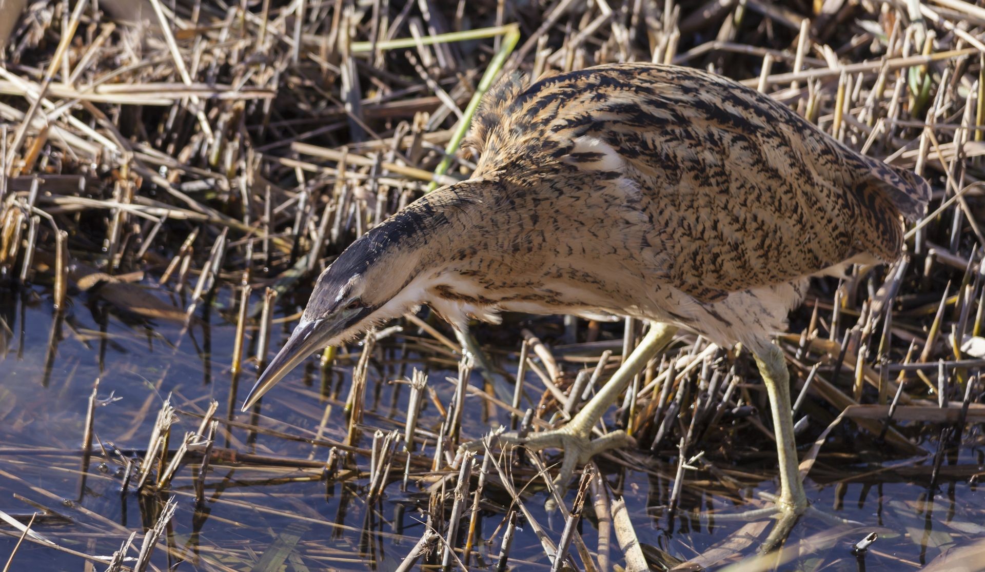 Great Bittern