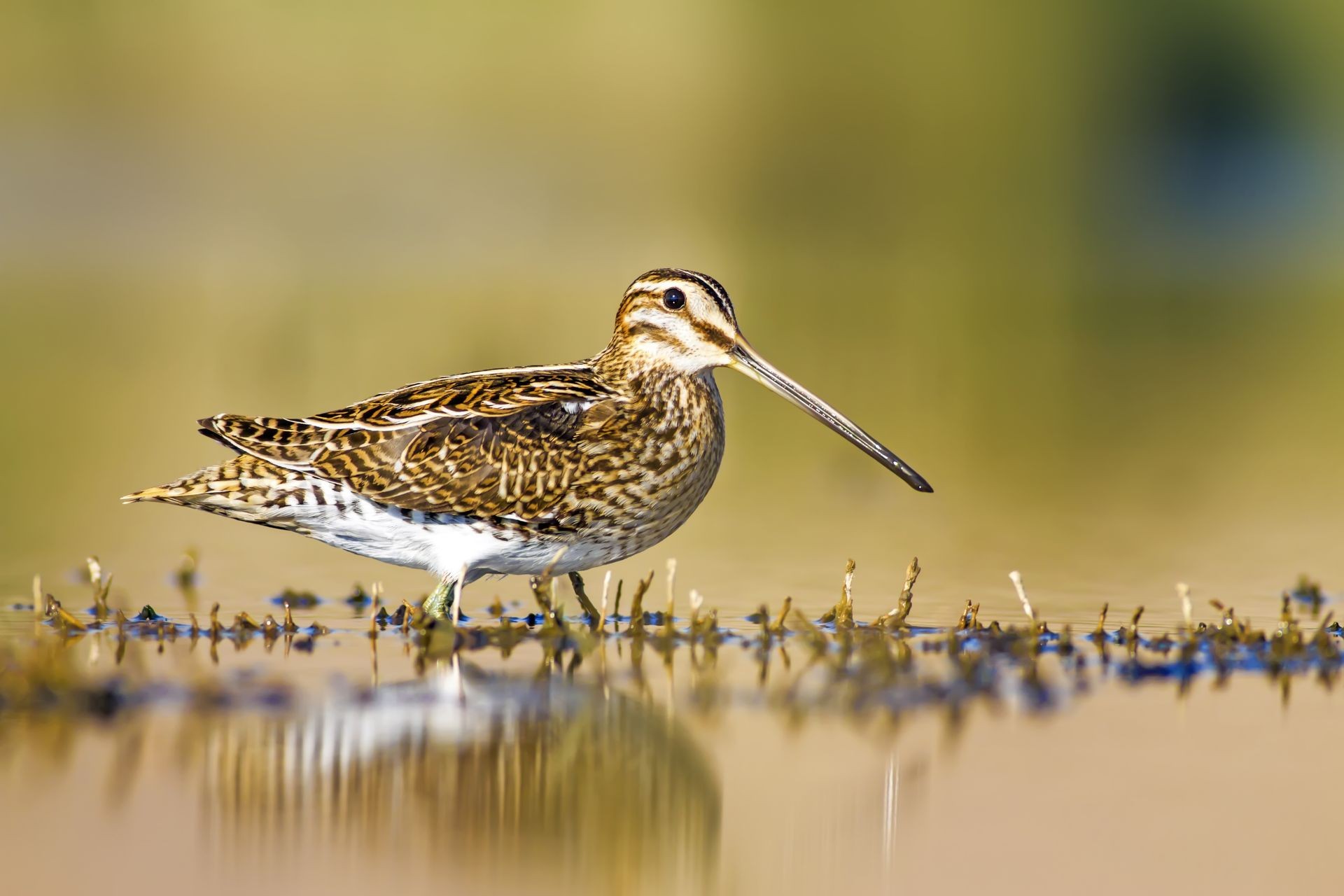 Common Snipe