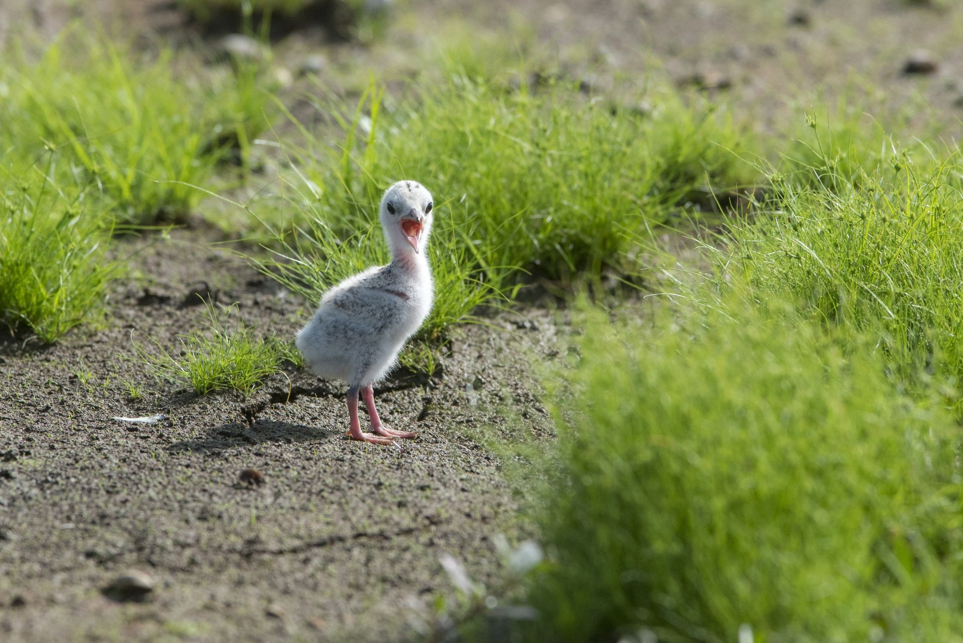 baby bird of a Little tern