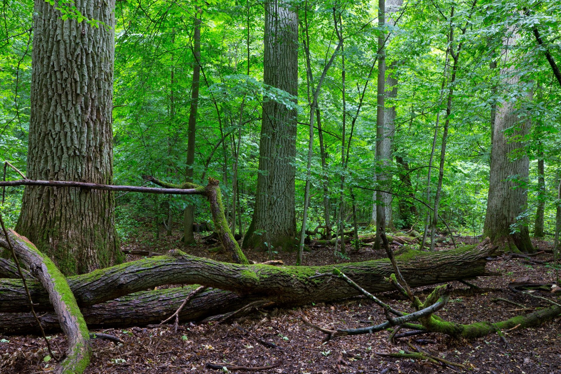 Primeval deciduous stand of natural forest in summertime with huge broken oak branch in foreground,Bialowieza Forest,Poland,Europe