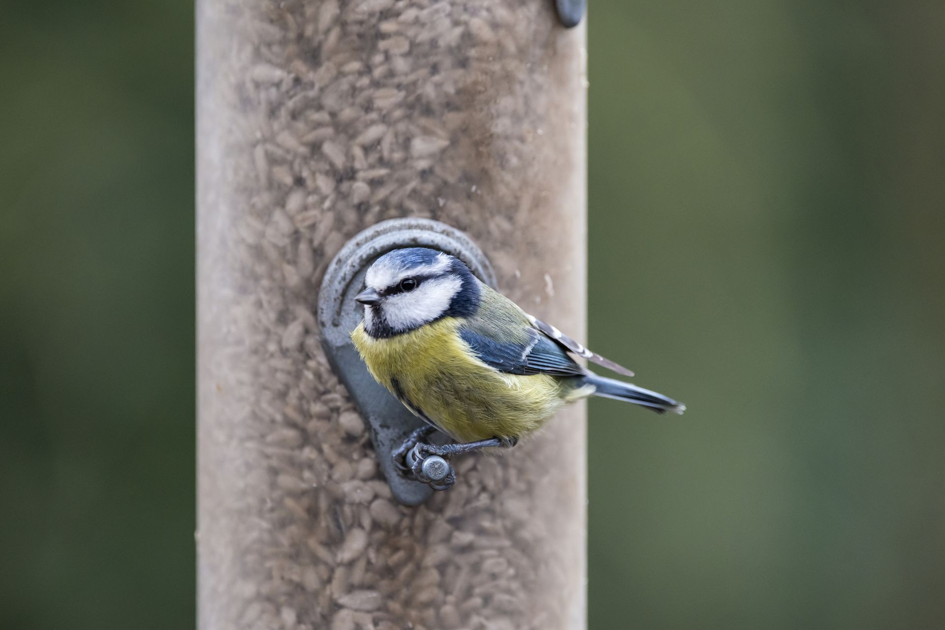 Helping Garden Birds